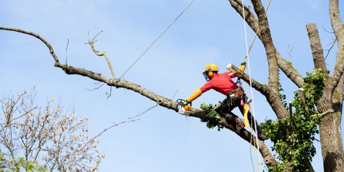Arborists - what do they do?