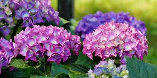 Winter Gardening Tips for March and April in New Zealand