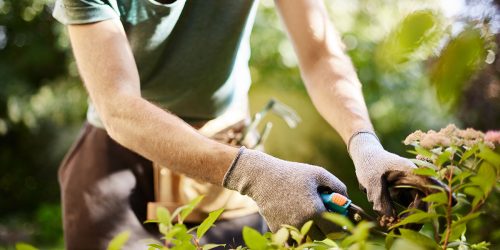 Want to Hire A Gardener for One Off Or Regular Work?