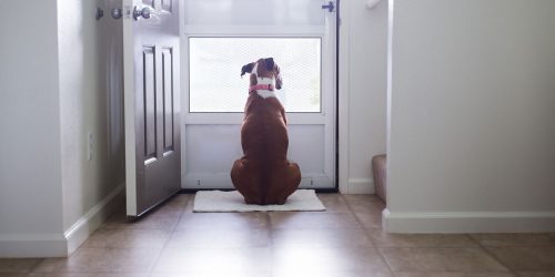 Is a Pet Friendly Home Important to You?