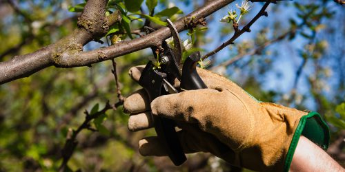 8 Ways to Protect Your Trees Before Heading Into Winter