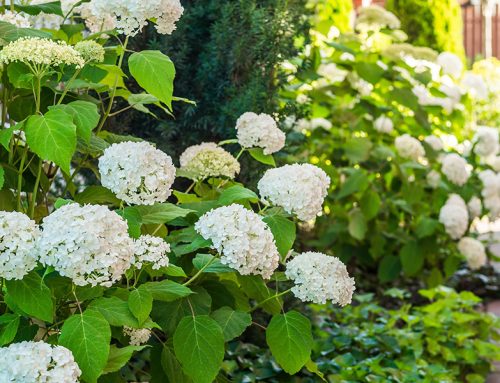 Achieve Success with Our Spring Landscaping Guide