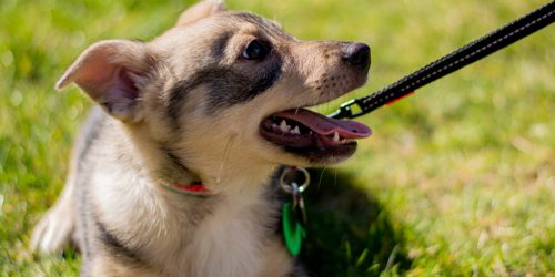 Keeping Puppies Safe - One Gate at a Time