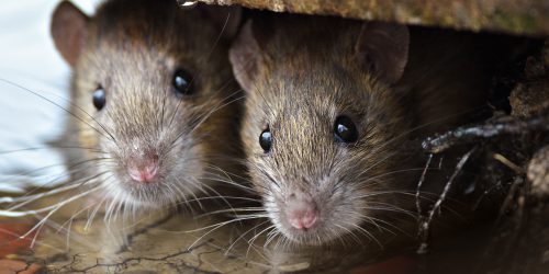 3 Steps to Avoid a Rat Infestation This Winter