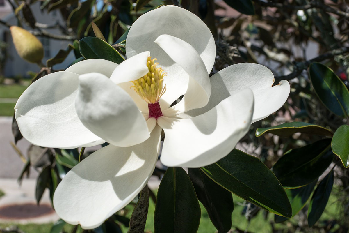 Magnolia 5 Steps to Rework Your Landscaping