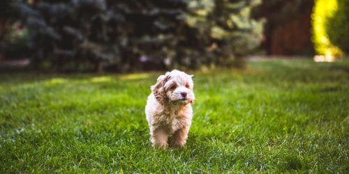 Your Ultimate Lawn Comparison Guide