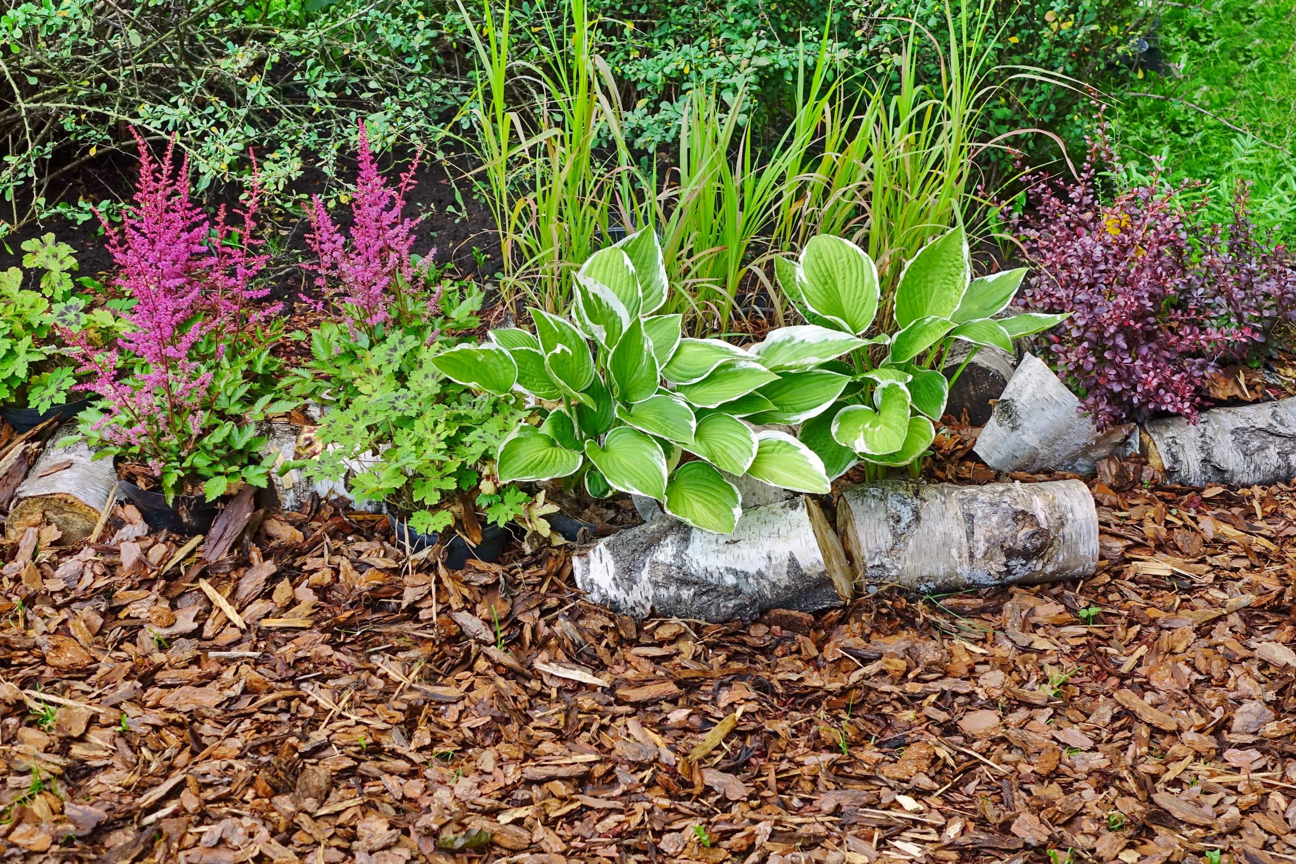 low maintenance garden