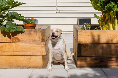 How These Homeowners Used Paving to Reclaim Their Front Yard