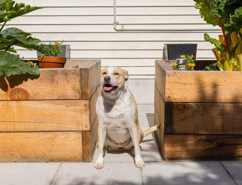 How These Homeowners Used Paving to Reclaim Their Front Yard