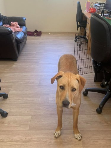 the new floor gets the seal of approval
