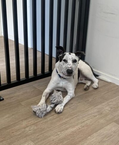 A dogwatch resident settles in on the new floor