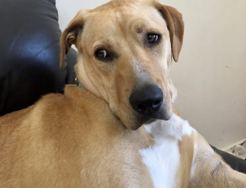 The dog shelter that runs on goodwill, and the tradies who matched it