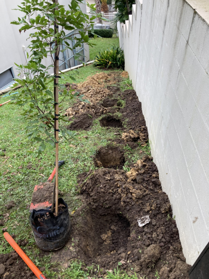 Holes ready for trees