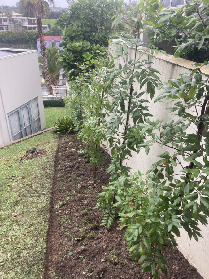 Titoki trees planted and garden bed edged.