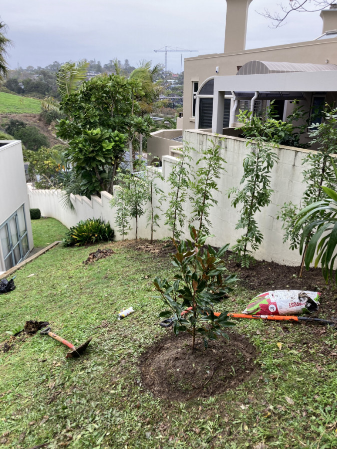 Magnolia planted with circular edging.