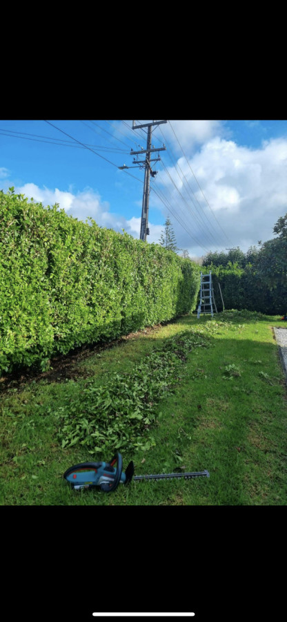 Taking out root rot and trimming back griselinia