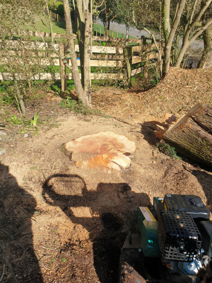 Client wanted Stump grinded dowm and mulch left behind but spread evenly through