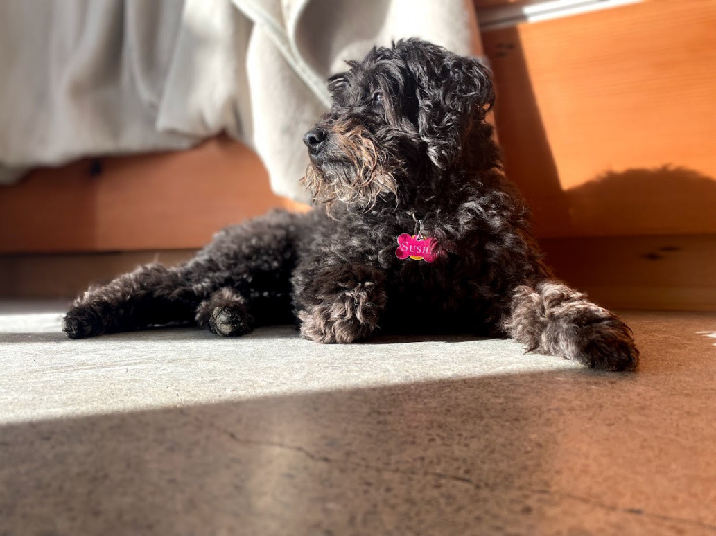 Sushi the Schnoodle