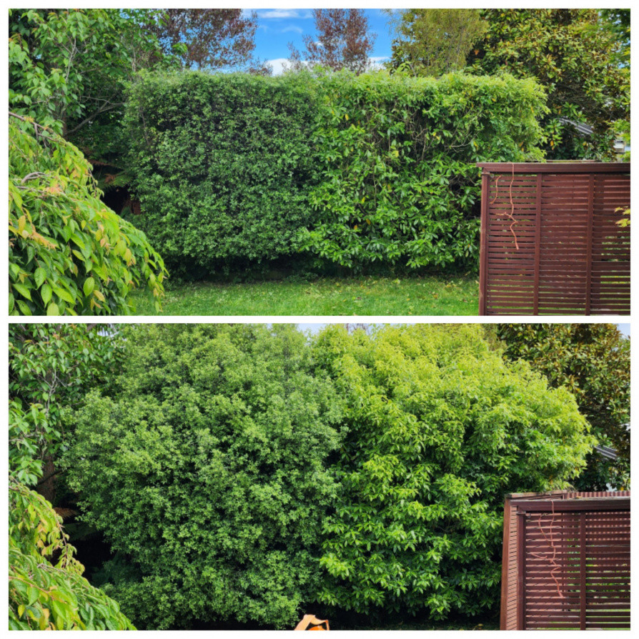 4.5m to 2.5m hedge