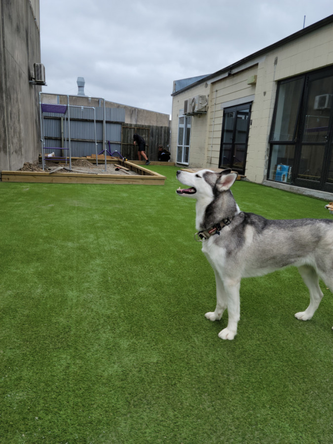 Kobe approves of the new turf