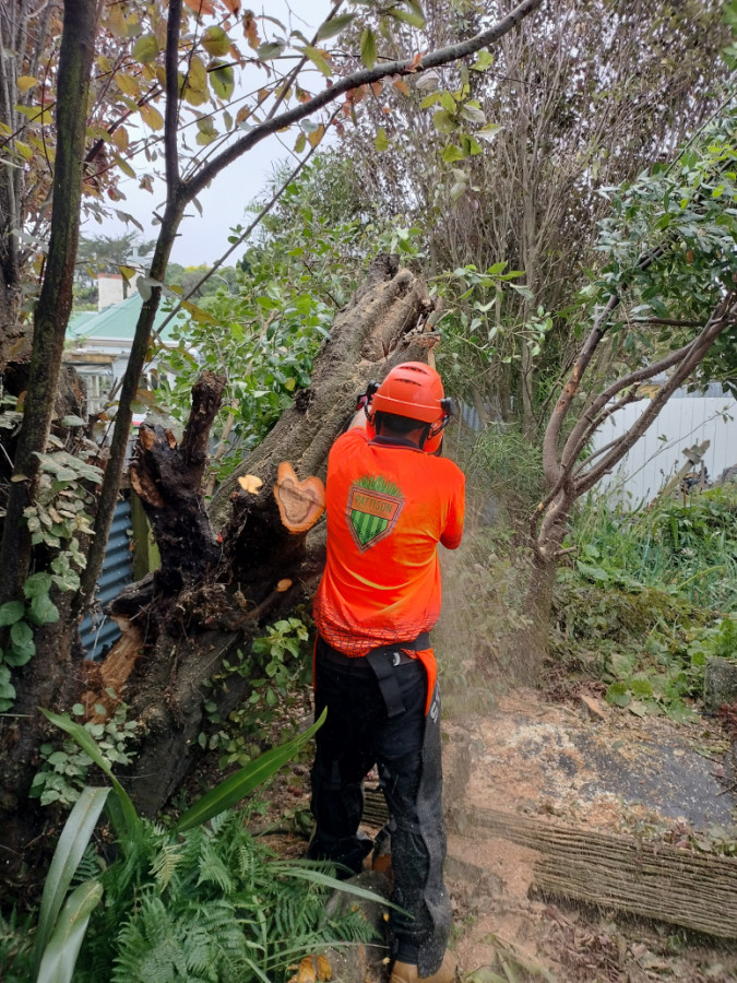 Tree removal