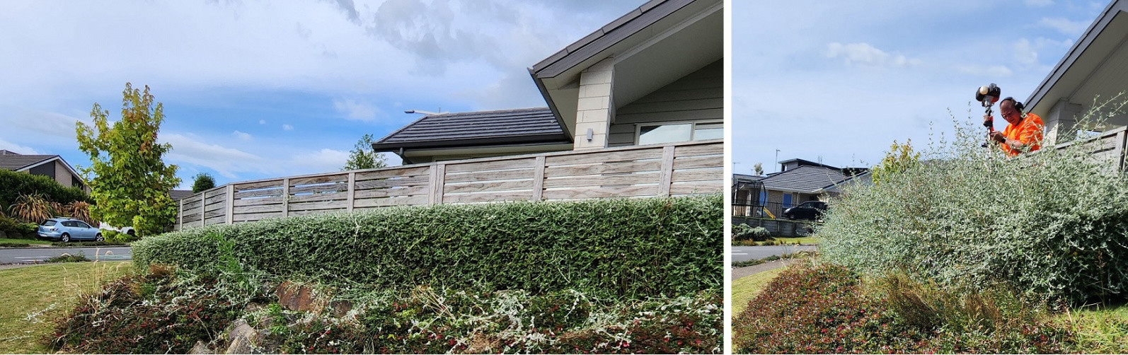 Cut back overgrown retained Lavender Hedge Builderscrack