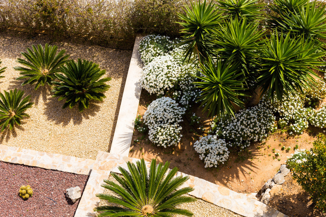 Tropical Plants
