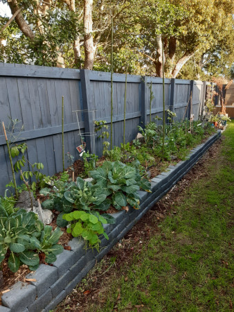 The raised garden bed several months after construction.