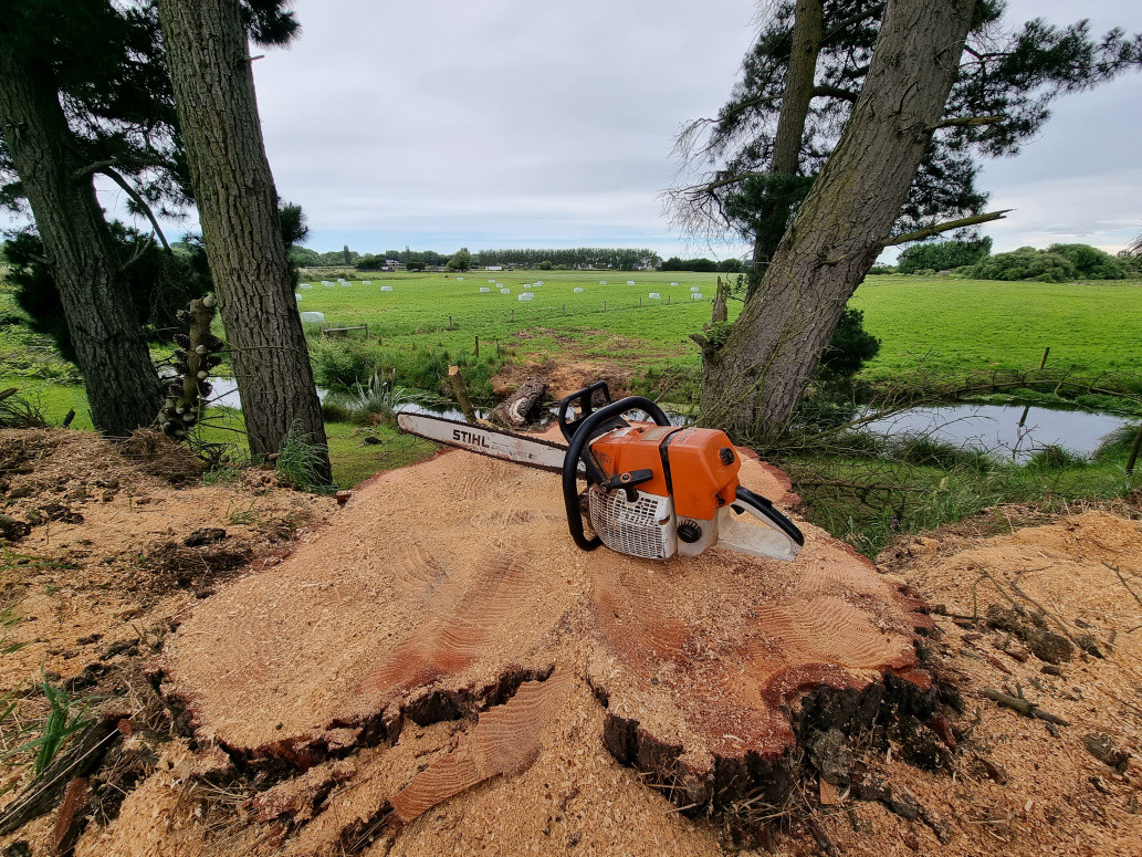 Storm damaged pine clean up