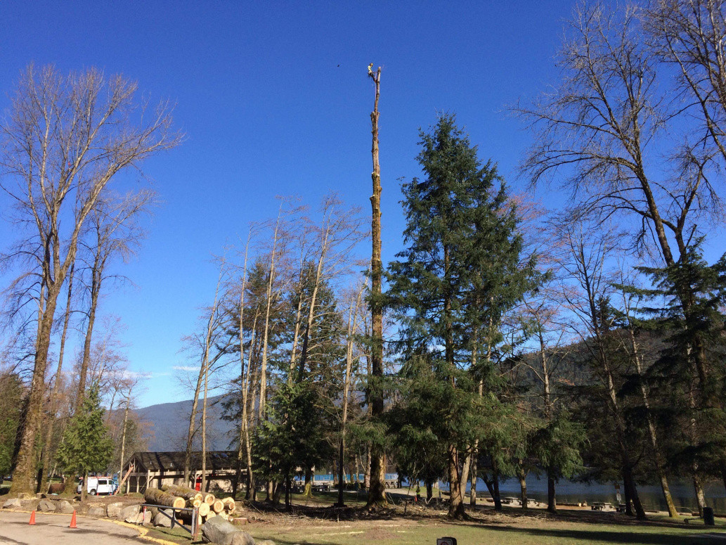 Large tree removal