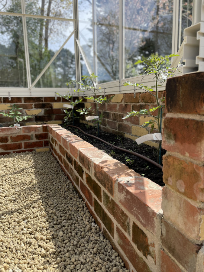 tomatoes in there new glass house with drip line neatly installed