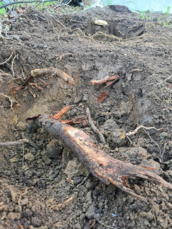 Tree Stump / Root Removal