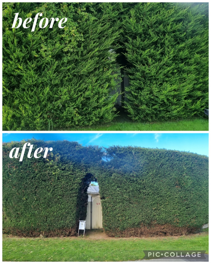Trimmed large hedge top and both sides.