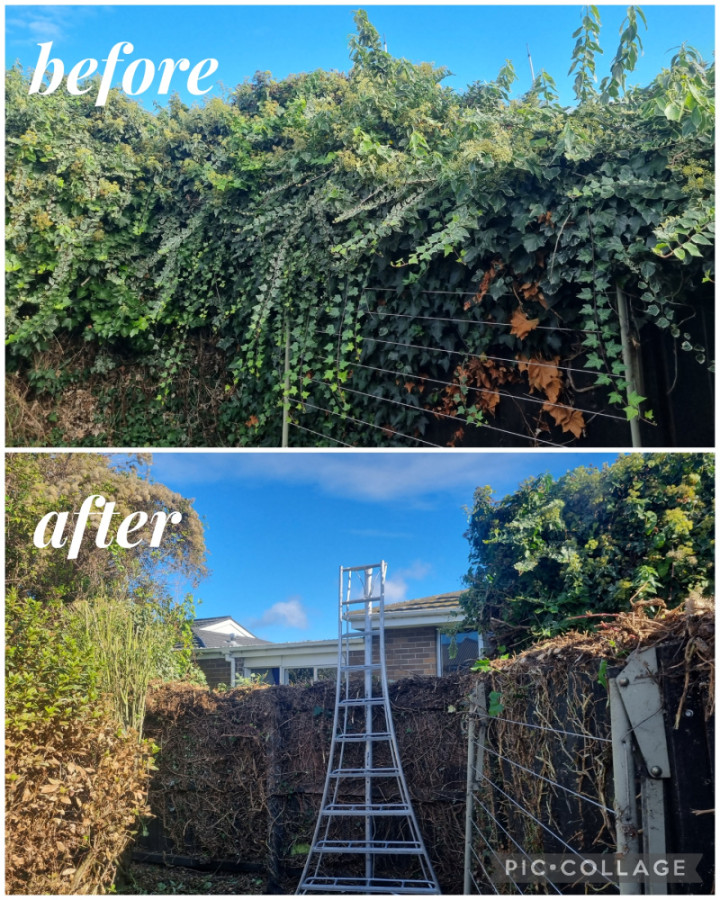 Clear & clean up ivy off fence.