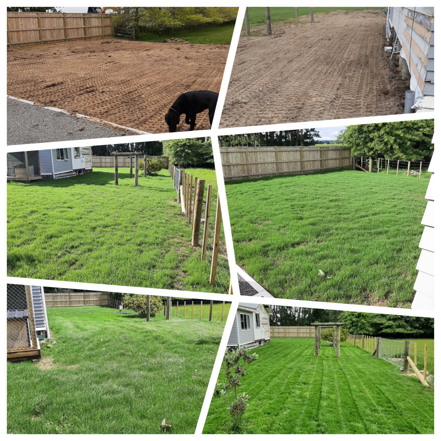 Lawn preparation and seeding, growth shown over 3.5 weeks