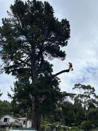 Pine heaven - 30meter pine dismantle