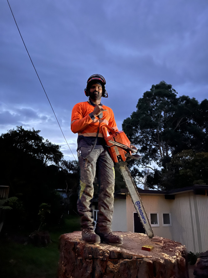 Pine tree pine heaven library