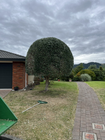 Hedge maintenance kapiti