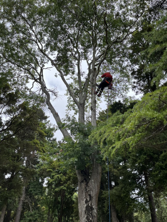 Pruning at Maidstone park