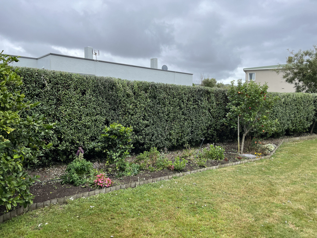Hedge cutting petone