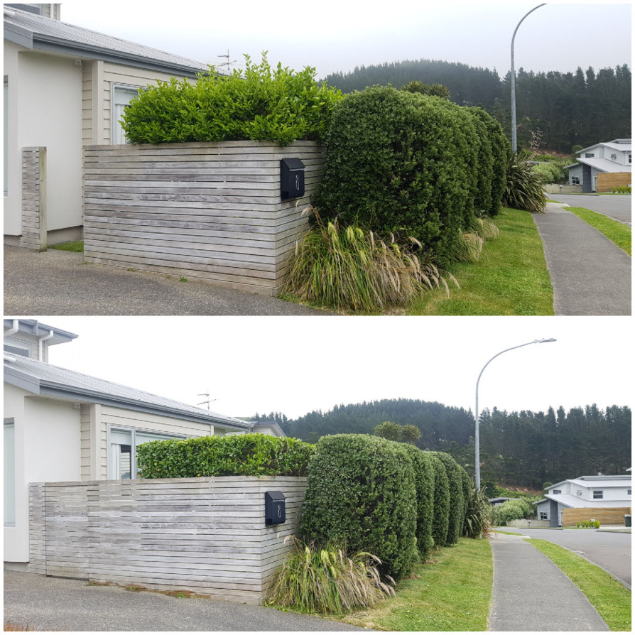 Trees topped and trimmed.