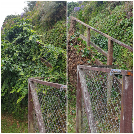 Ivy removed