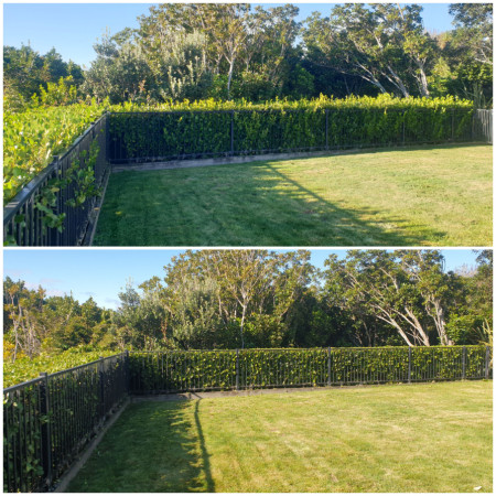 Hedge trimmed