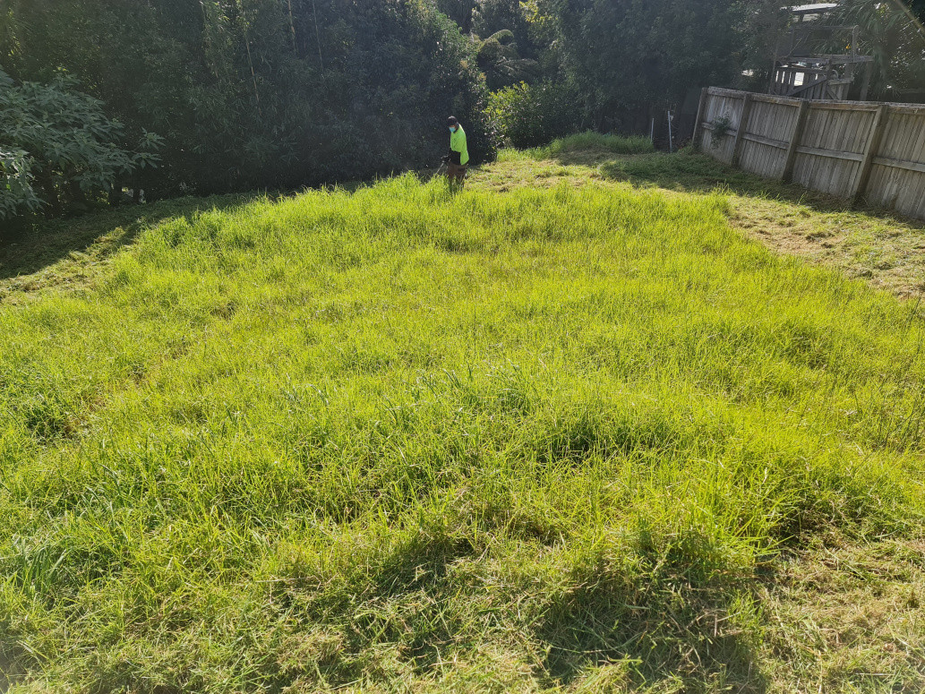 Overgrown lawn