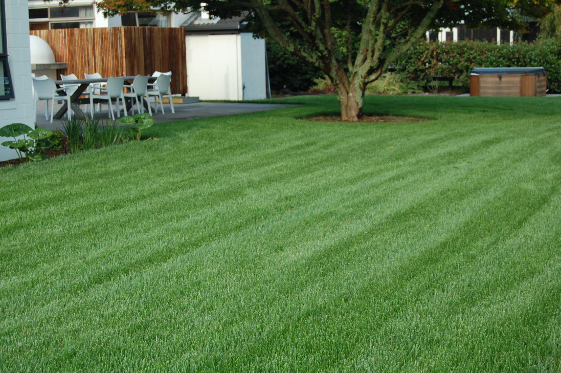Tall Fescue lawn in South Auckland