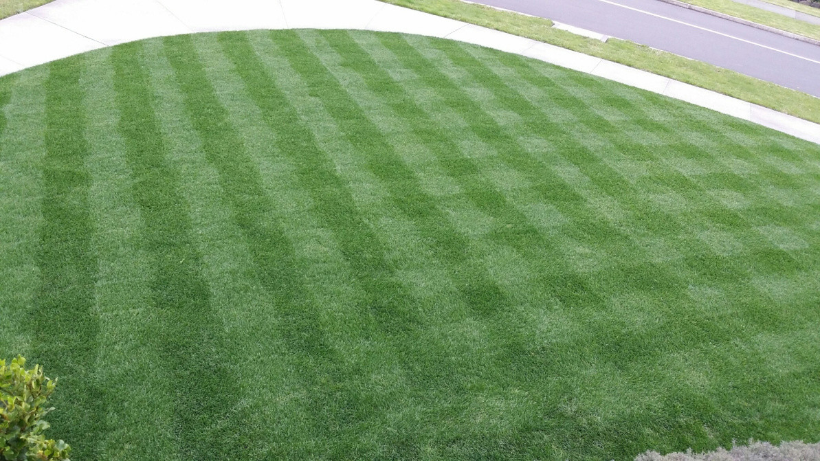 recently mown Tall Fescue