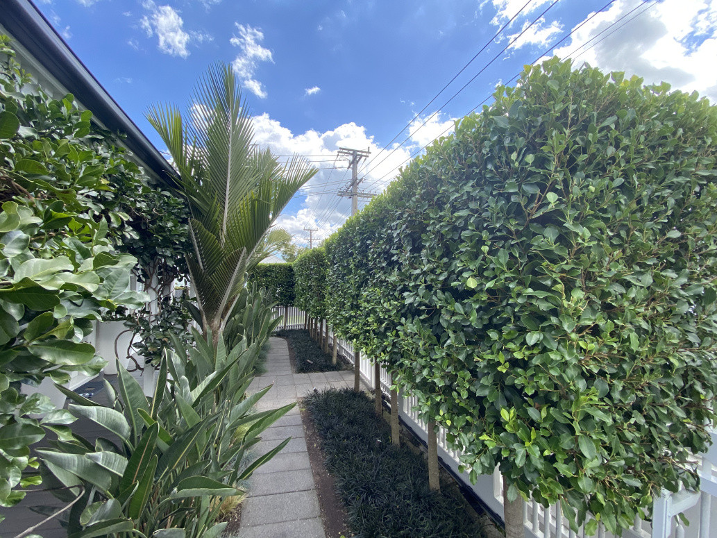 Ficus Tuffi in Central Auckland