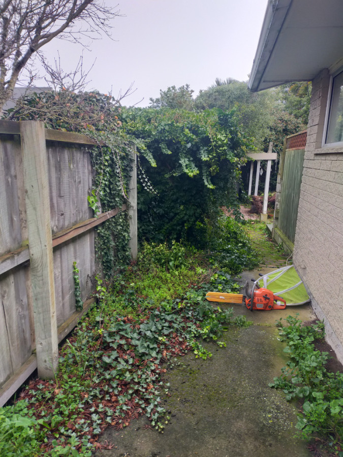 Ivy clean up Before