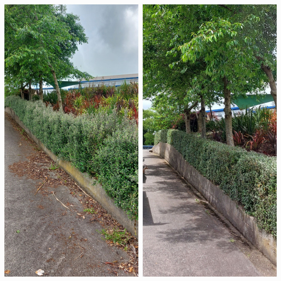 Hedge Before & After