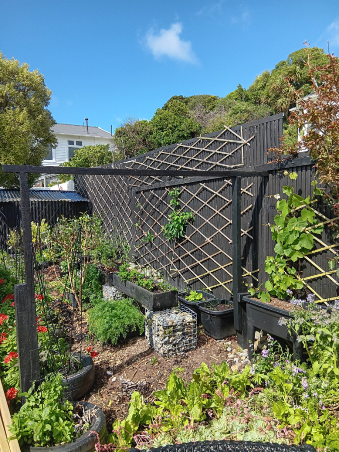 Prior to installing trellis.  Brief included more deck privacy and a wind break for garden